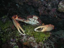 Clinging Crab, Roatan. Taken with Olympus C5050. by Liber Garrido Barnet 